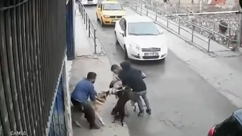 Зооагрессия мелких собак: что делать? 