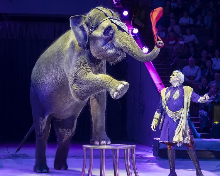 Благотворительный спектакль в Большом Московском цирке