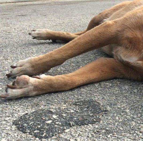 Массовое отравление собак в садоводческих товариществах Краснодара