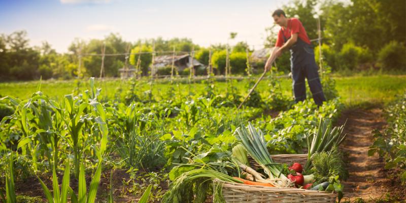 Россельхозбанк: к 2030 году жители городов России будут съедать в среднем 12 кг свежей зелени в год
