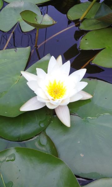 Бог ЕСТЬ Любовь, или Откровения Бога Единого и Всевышнего, Спасателя и Спасителя !